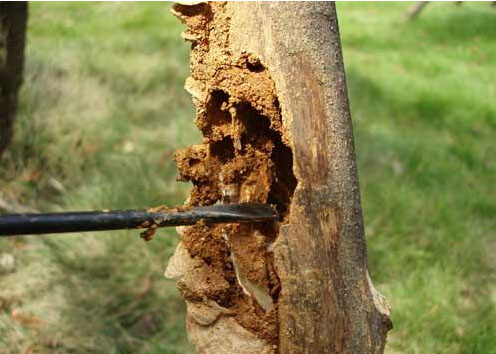 ���@���ݘ�(sh��)ľ��ρΣ����������