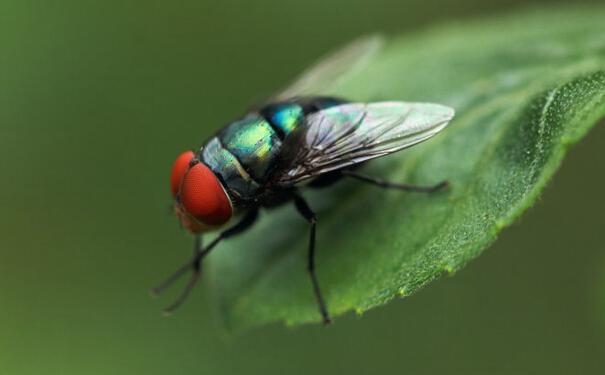 �nω����ЩΣ������Щ�������nωЧ������